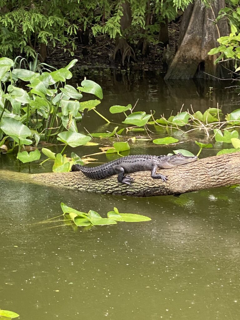 Alligator watching boaters at Ray Wayside Park