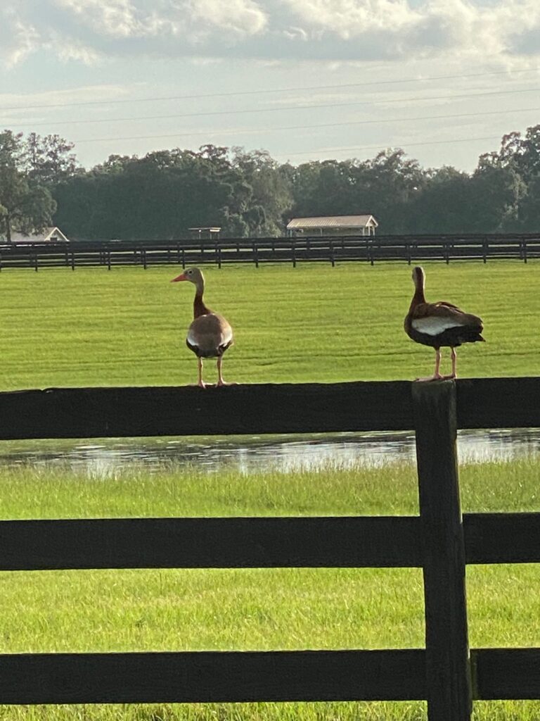 Ducks on fence at Double Diamond Farm in Ocala