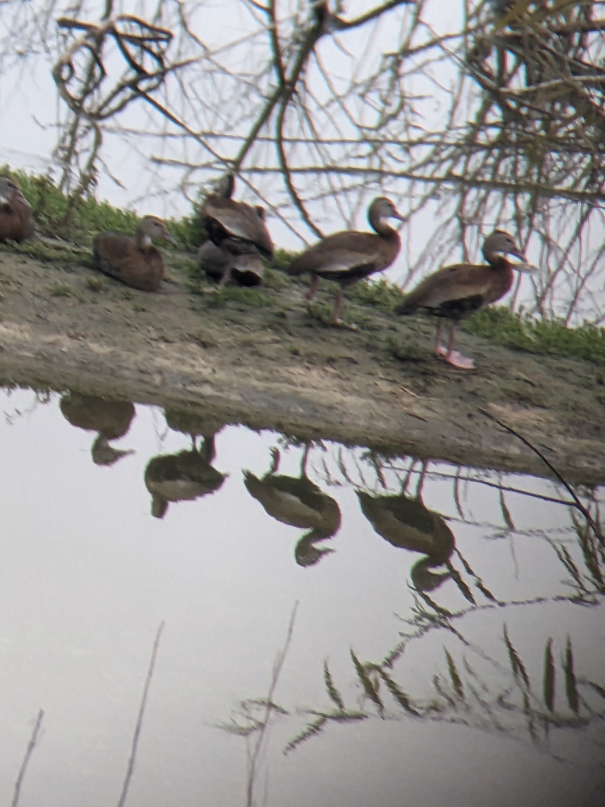 Ducks reflecting on the water in Ocala