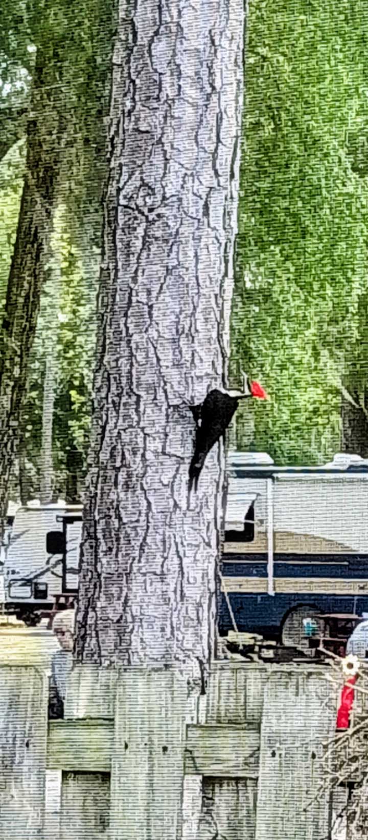 Pileated woodpecker at Lake Waldena Resort