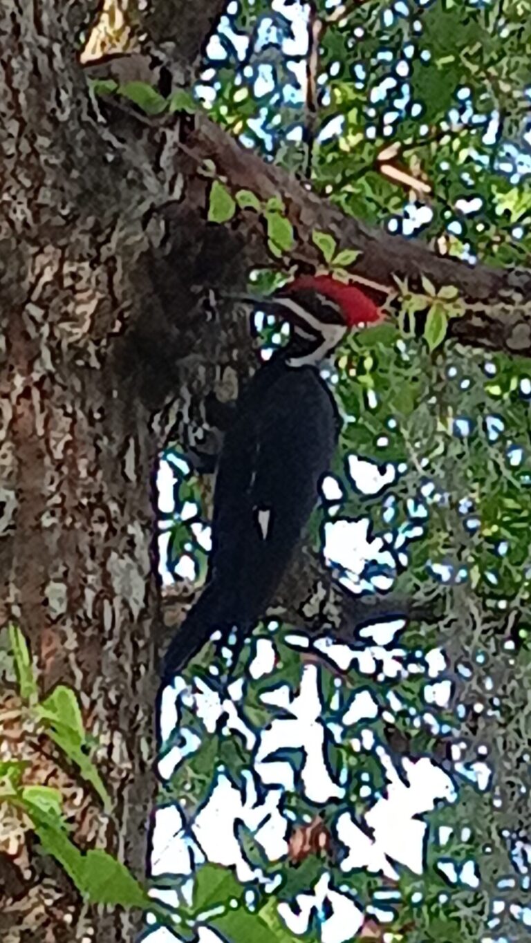 Pileated woodpecker at Salt Springs Resort