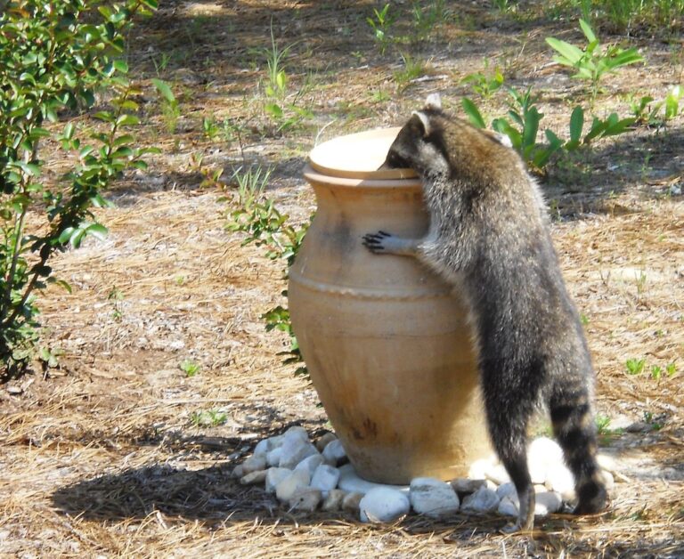 Thirsty raccoon in Pine Ridge Estates