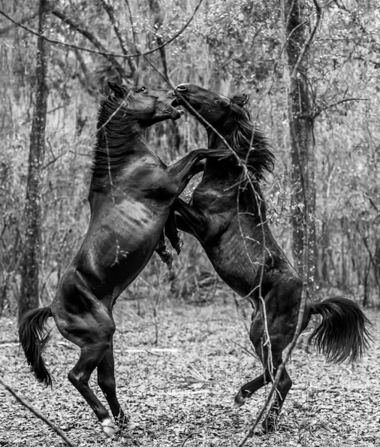 Wild horses playing at Paynes Prairie Preserve State Park