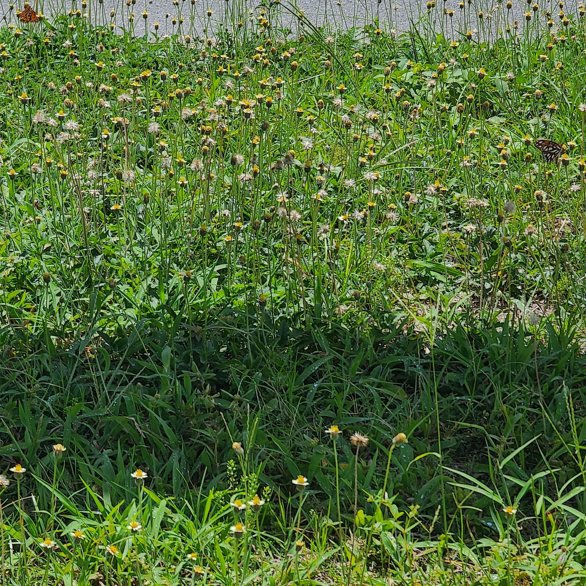 Wildflowers and monarch butterflies in Ocala