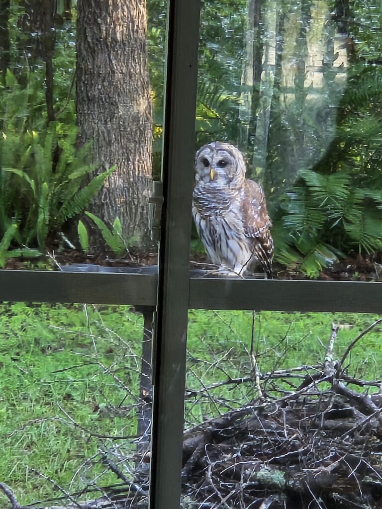 Barred owl stopping by for a drink in Dunnellon