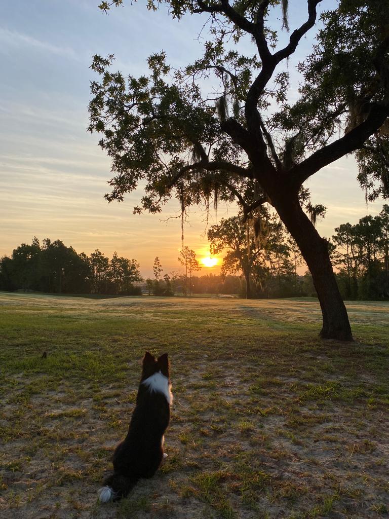 Border collie admiring sunrise at Silver Springs Shores