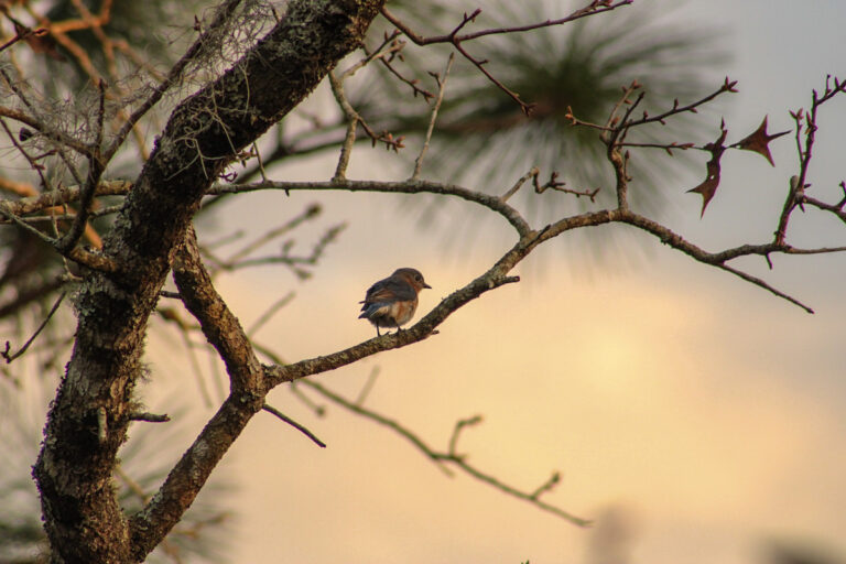 Eastern bluebird resting in Ocala tree