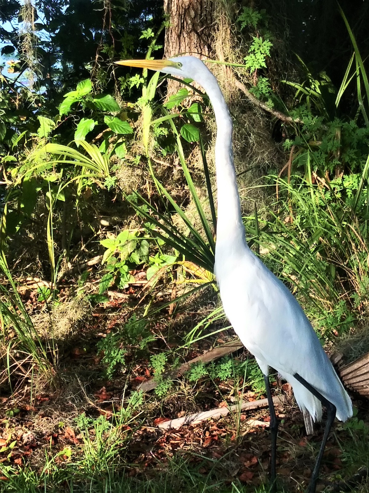Great egret at Henderson Lake in Inverness