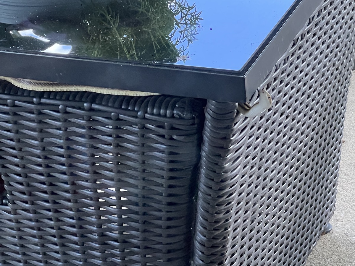 Hidden eastern rat snake in Ocala