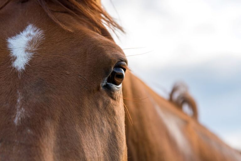 Horse face closeup