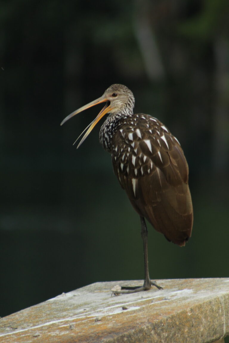 Limpkin hanging out at Silver Springs State Park