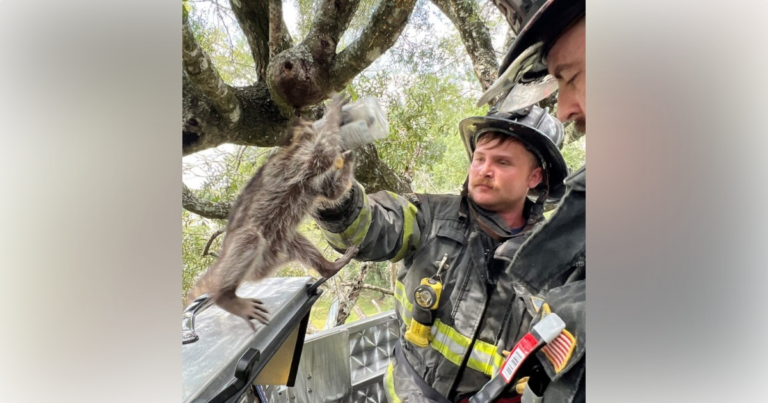 Marion firefighters rescue raccoon stuck in jar 3
