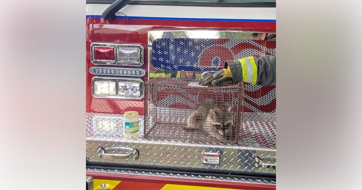 Marion firefighters rescue raccoon stuck in jar 5