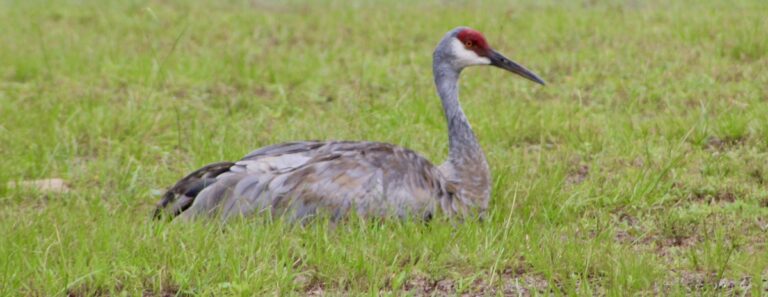 Sandhill crane relaxing after the storm in the Ocala National Forest