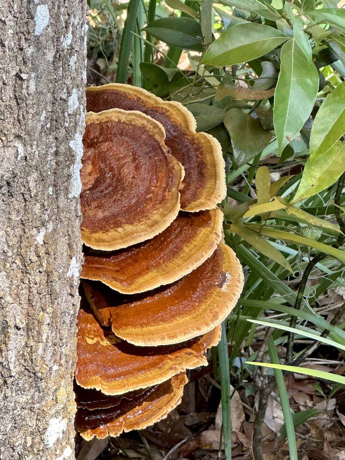 Shelf fungus growing in SE Ocala