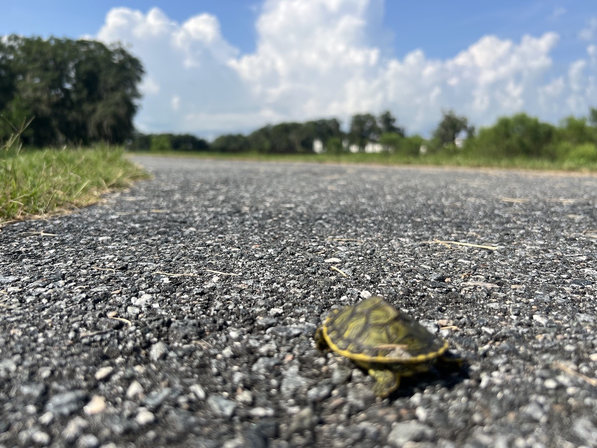 Turtle taking a stroll at Ocala Wetland Recharge Park