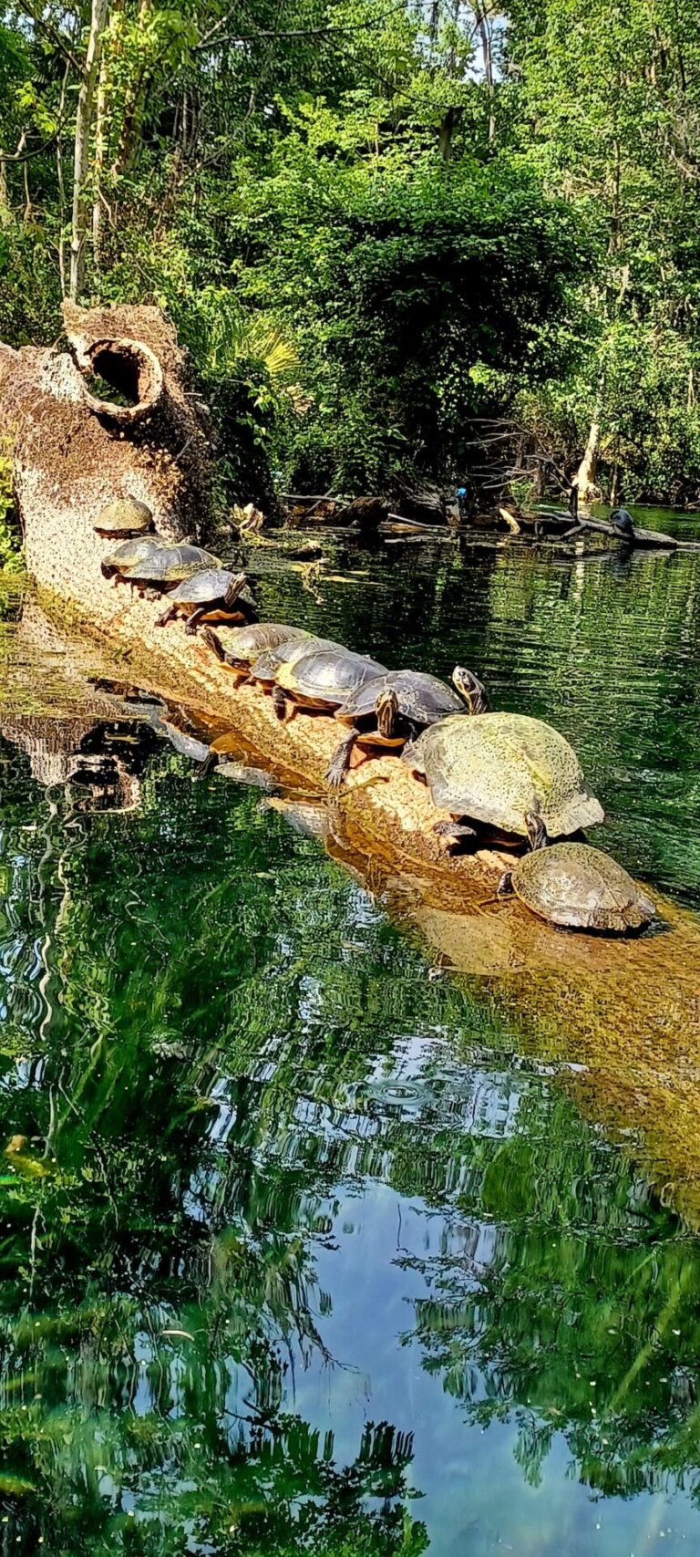 Turtles catching sun at Silver Springs State Park
