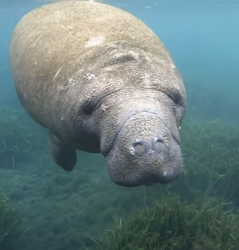 Underwater view of manatee at Silver Springs State Park
