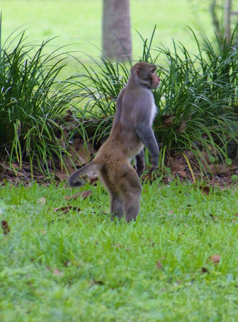 Wild monkey on the move at Silver Springs State Park