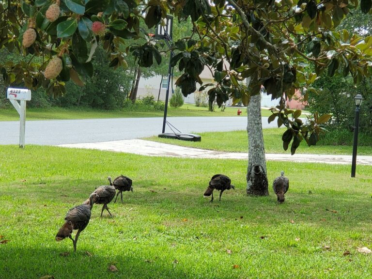 Wild turkeys in Marion Oaks