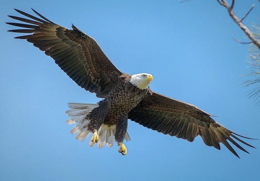 Bald eagle flying above Ocklawaha Prairie Restoration Area
