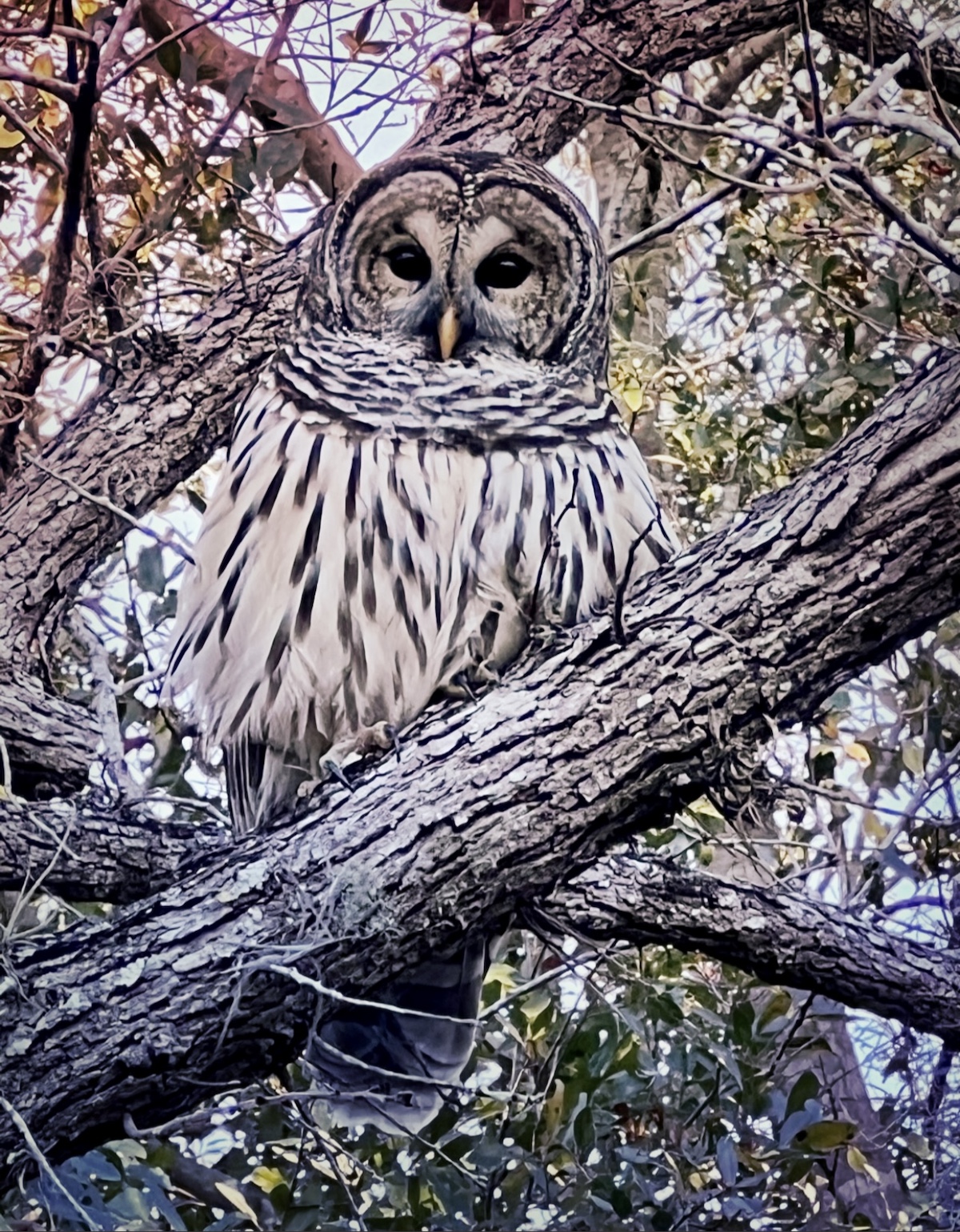 Barred owl at Baseline Trailhead Park
