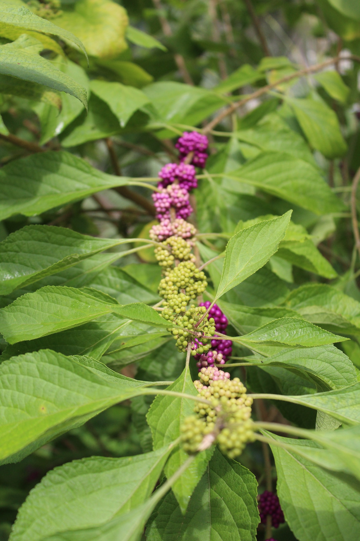 Beautyberry in transition at Silver Springs State Park