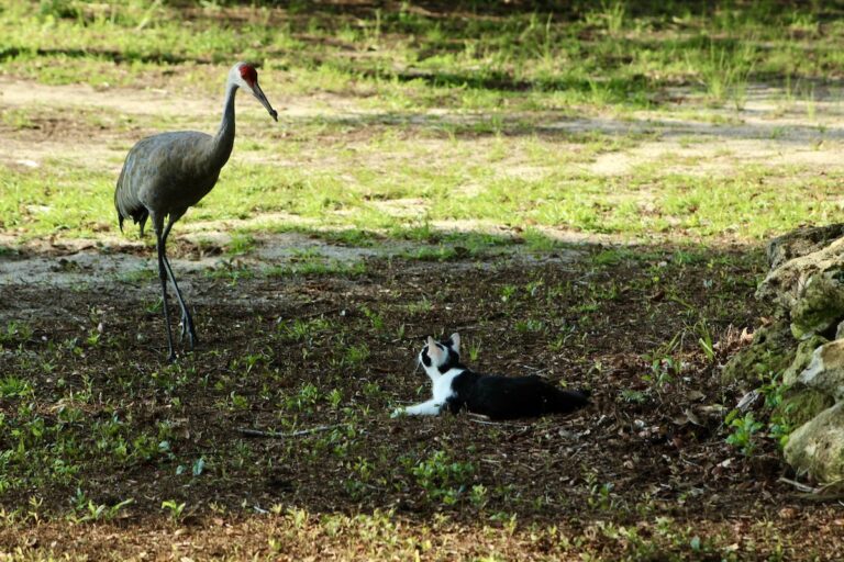 Cat making friends with sandhill crane in the Ocala National Forest