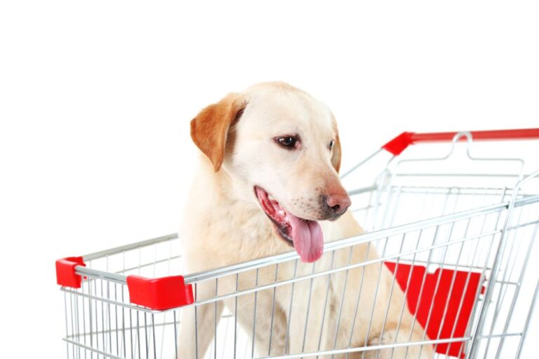 Dog in shopping cart (stock image)