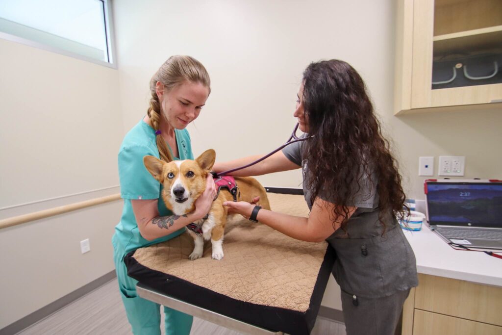 Dog receives treatment at Chi Animal Hospital