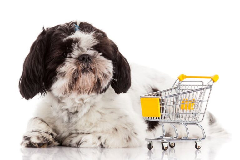 Dog with shopping cart (stock image)