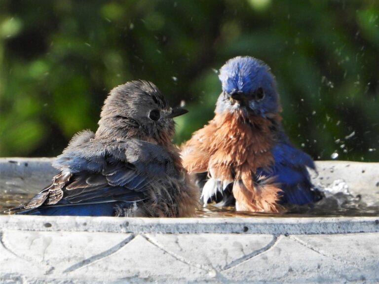 Eastern bluebird couple in Ocala