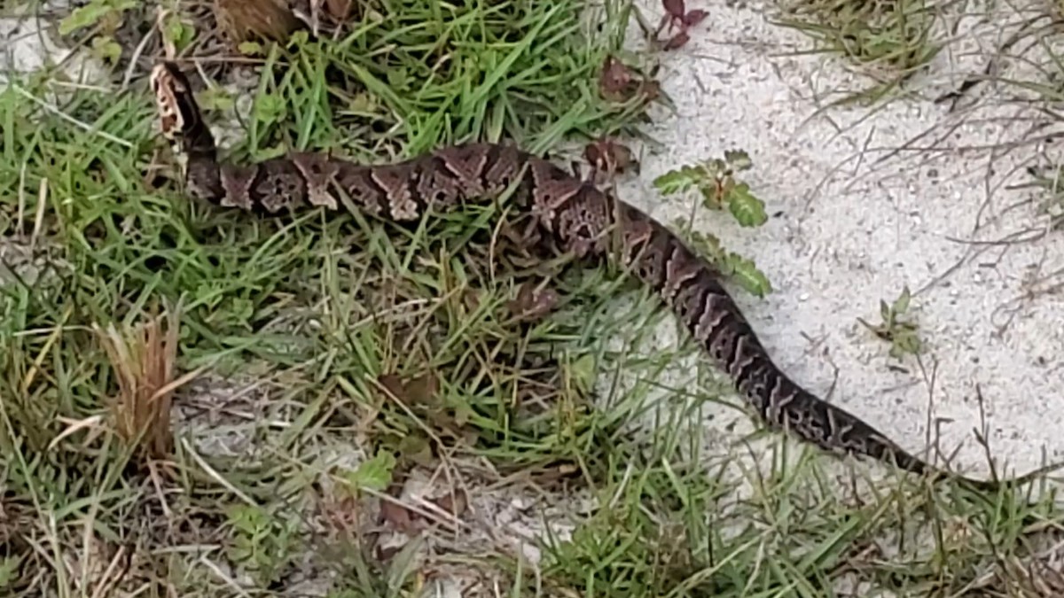 Florida cottonmouth snake at Price's Scrub State Park