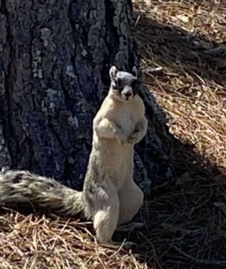 Fox squirrel at Stone Creek in Ocala