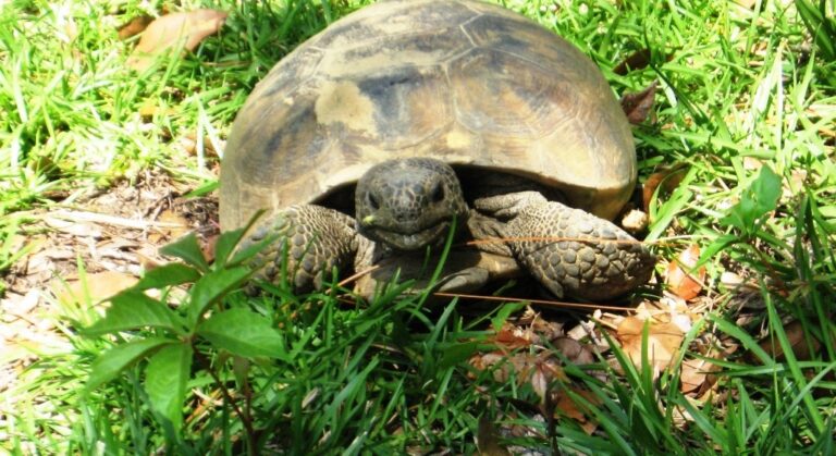 Gopher tortoise spotted on Withlacoochee State Trail
