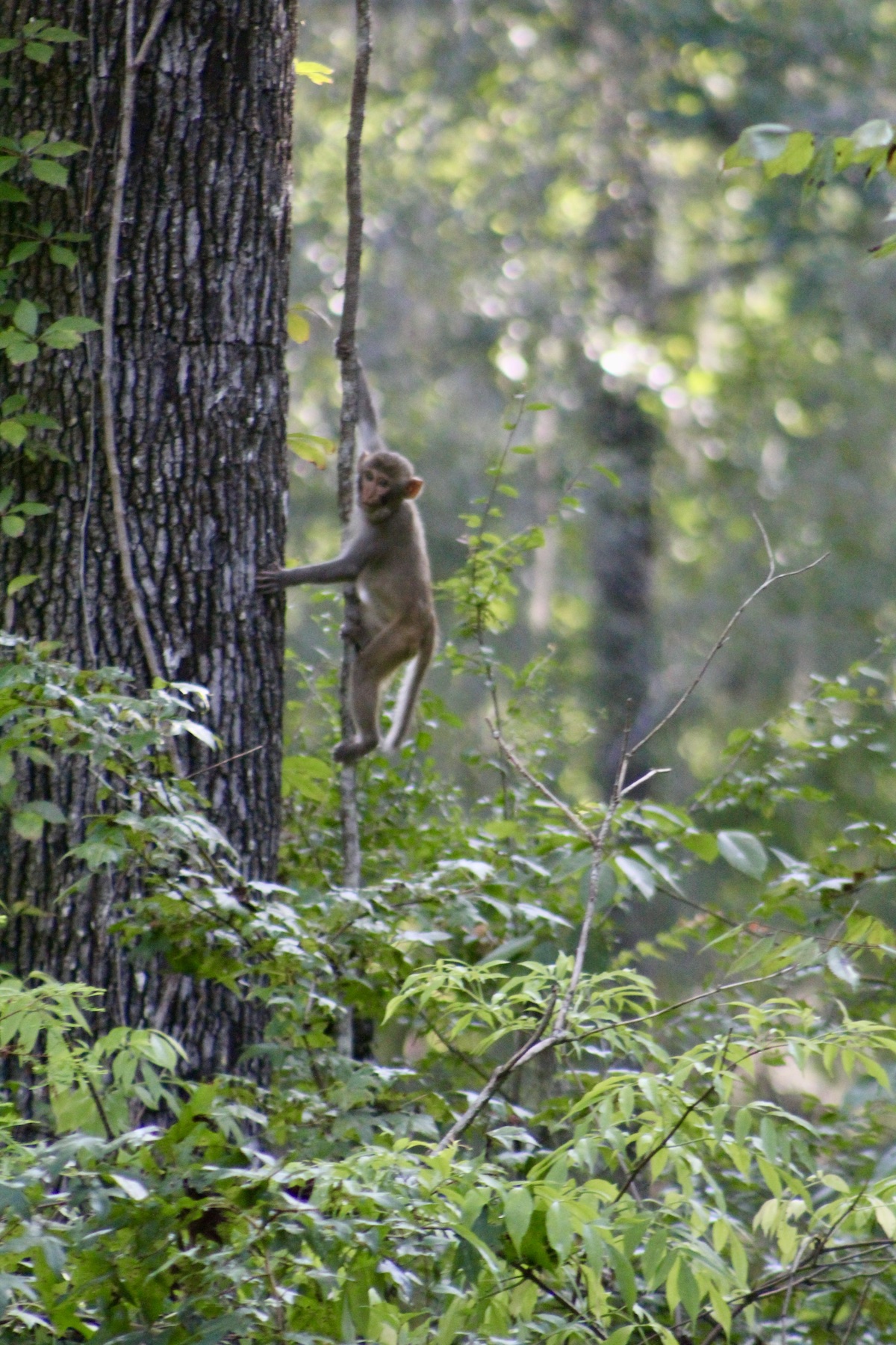 Juvenile rhesus macaque monkey swinging on a vine at Silver Springs State Park