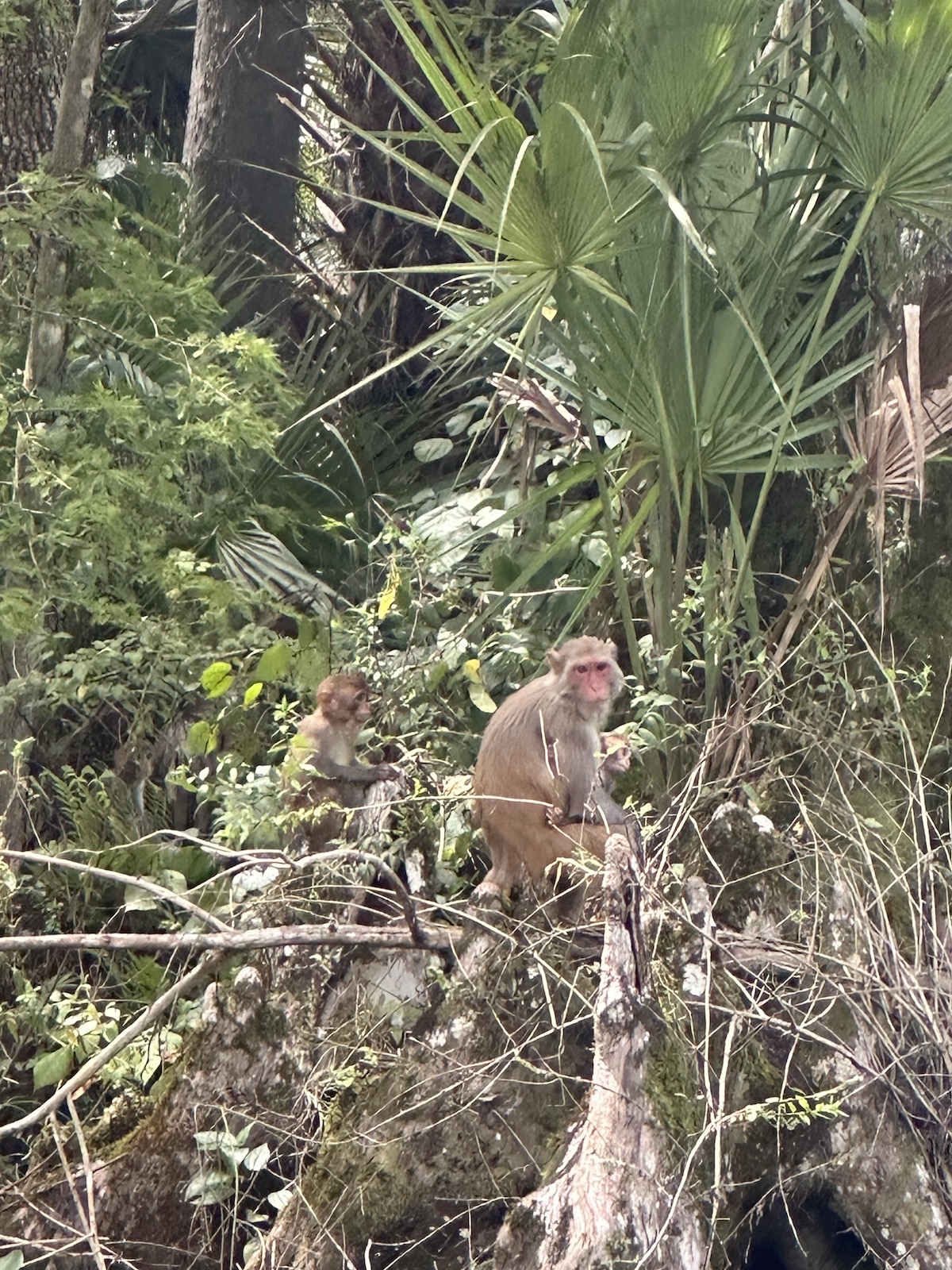 Mom and baby rhesus monkey at Silver Springs State Park