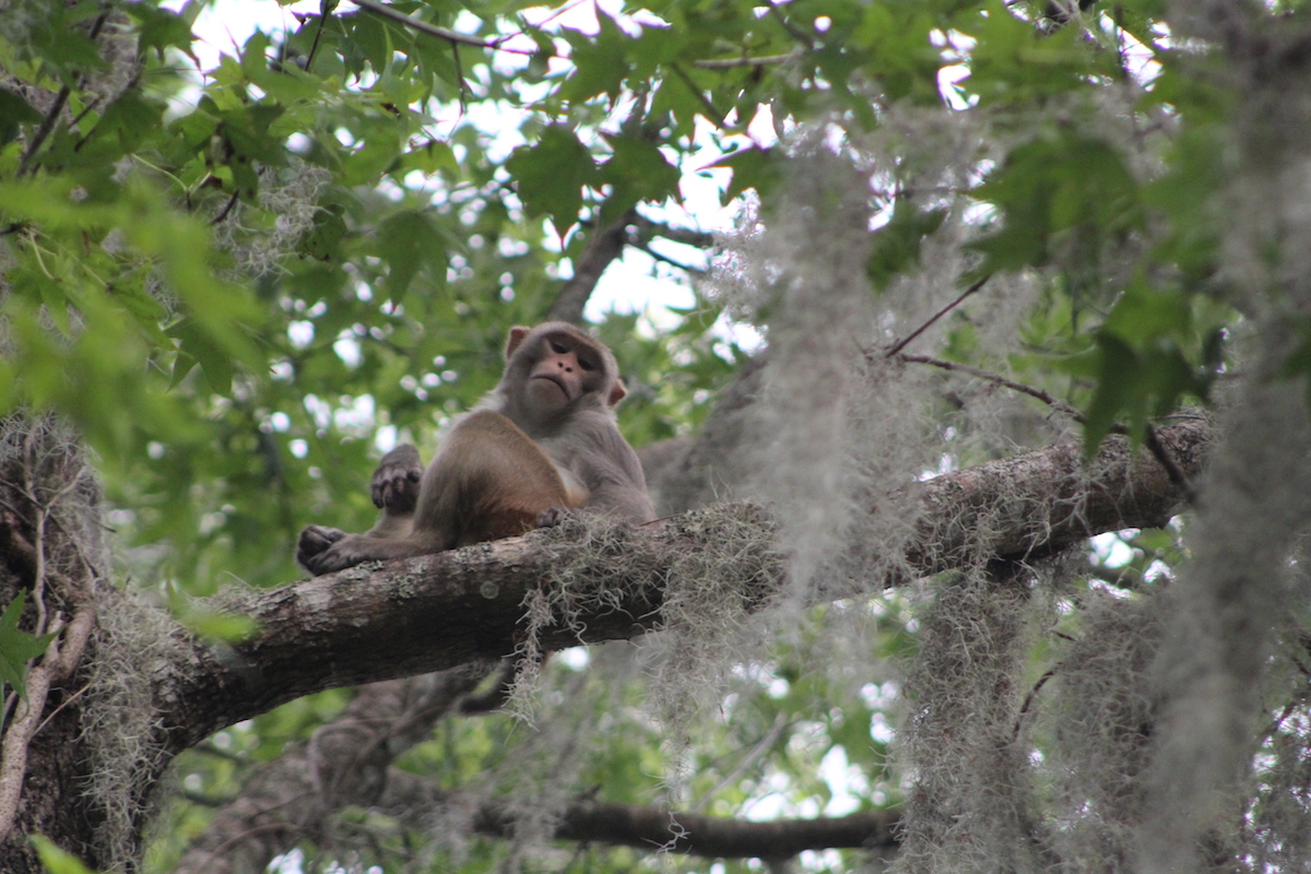 Rhesus macaque monkey hanging out at Silver Springs State Park