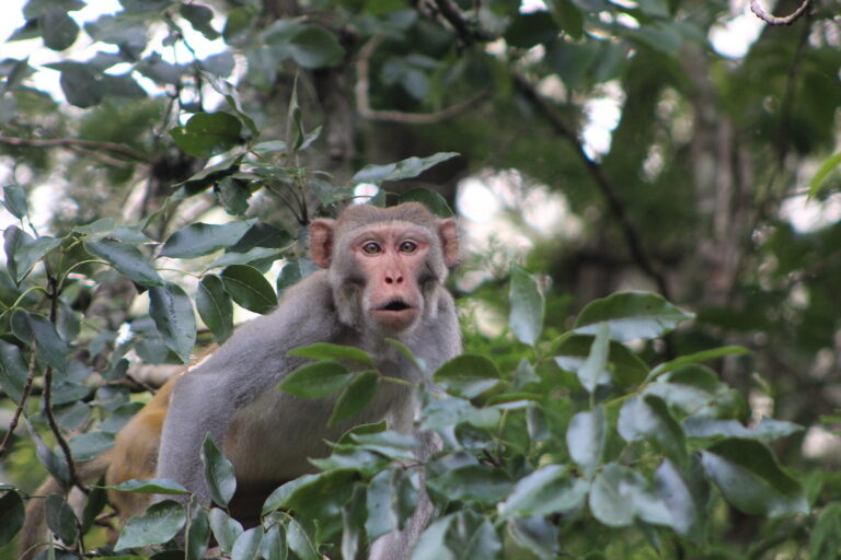 Rhesus macaque monkey observing visitors at Silver Springs State Park