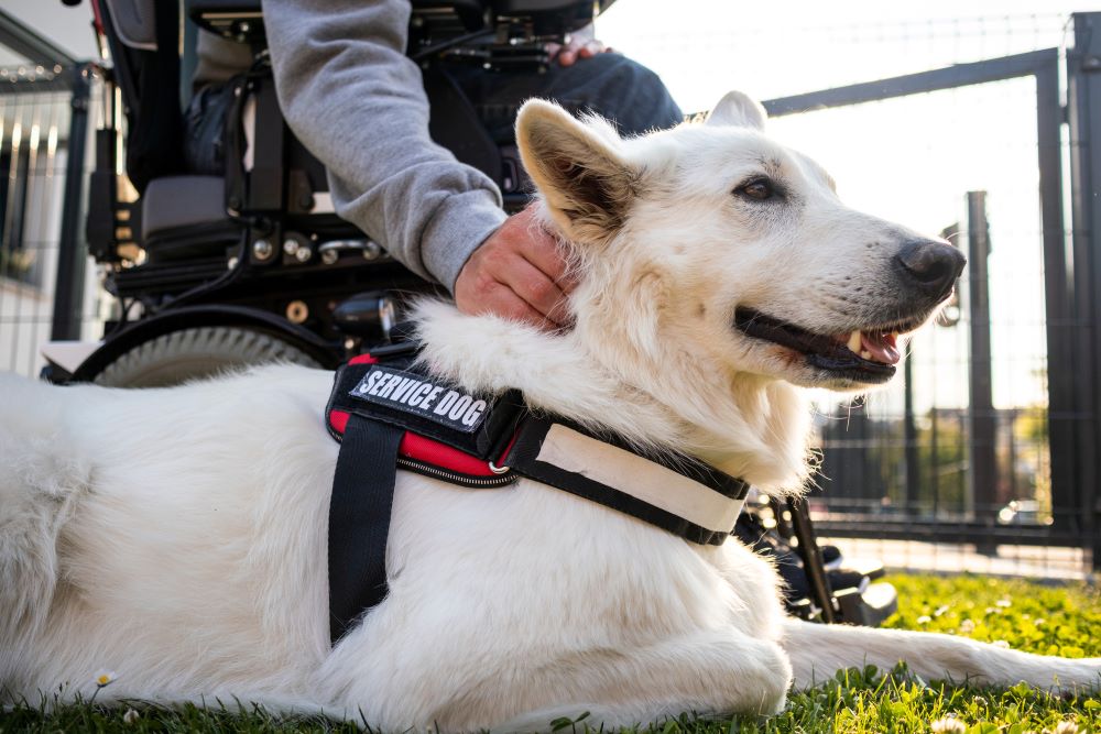 Service dog (stock image)