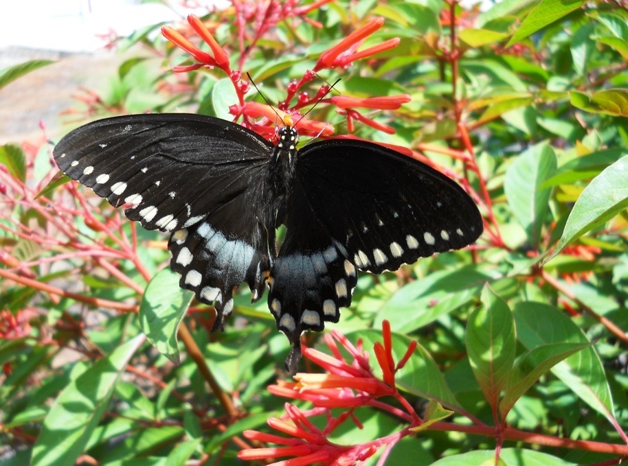 Spicebush swallowtail butterfly enjoying flowers at Pine Ridge Estates