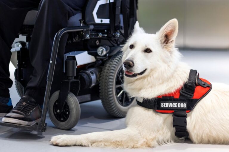 service dog with person in wheelchair (stock image)