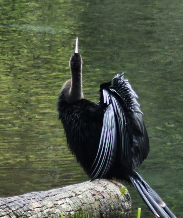 Anhinga drying off at Silver Springs State Park