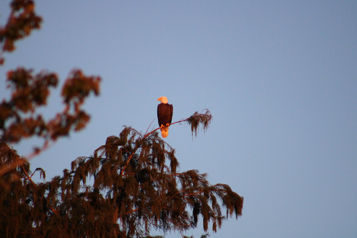 Bald eagle overlooking Ocklawaha Prairie Restoration Area