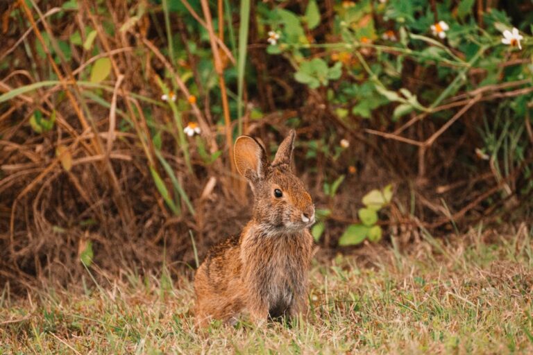 Eastern cottontail rabbit at Ocala Wetland Recharge Park