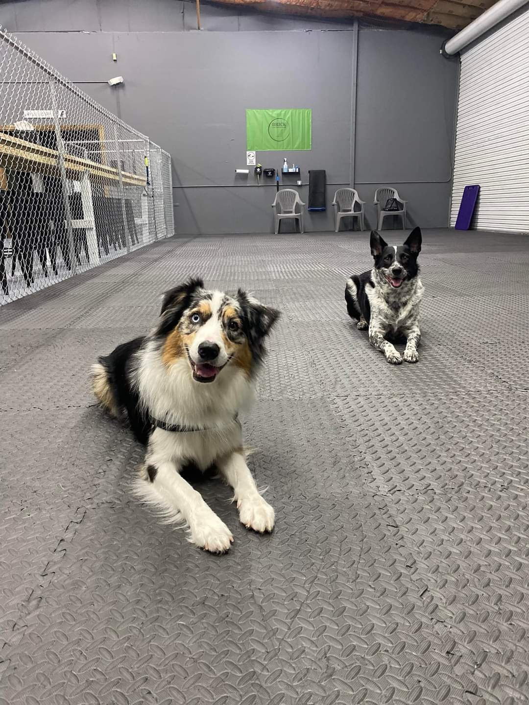 Fear-Free certified owner opens innovative indoor dog park, daycare & boarding facility