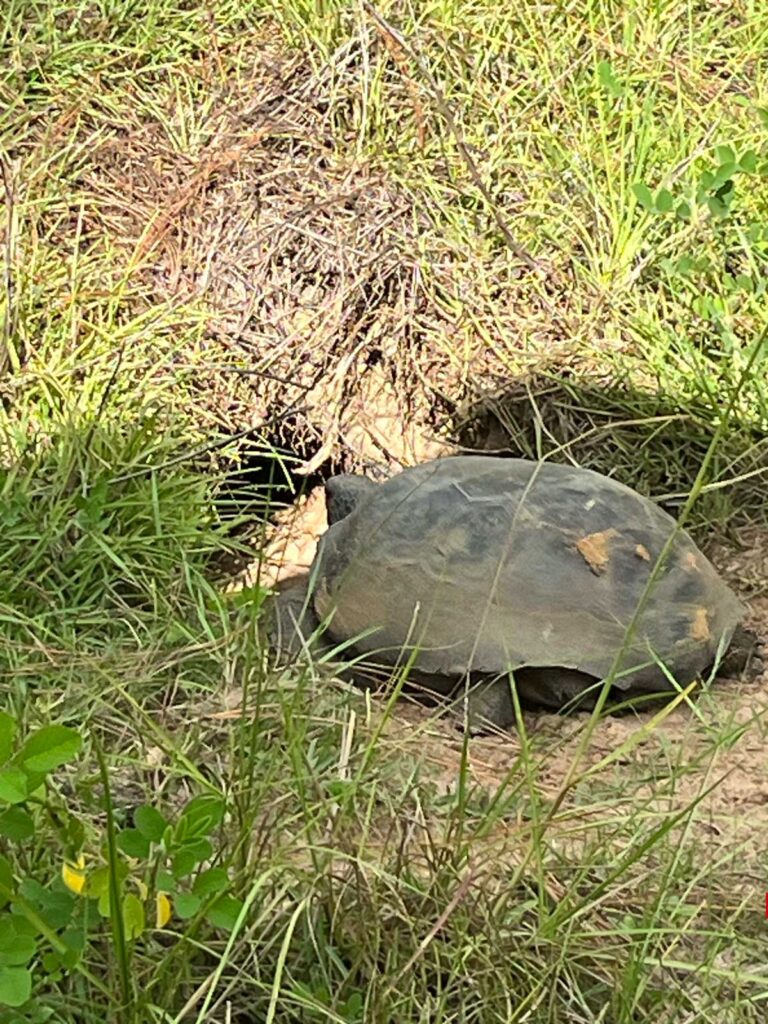 Gopher tortoise returning home to Fort McCoy yard