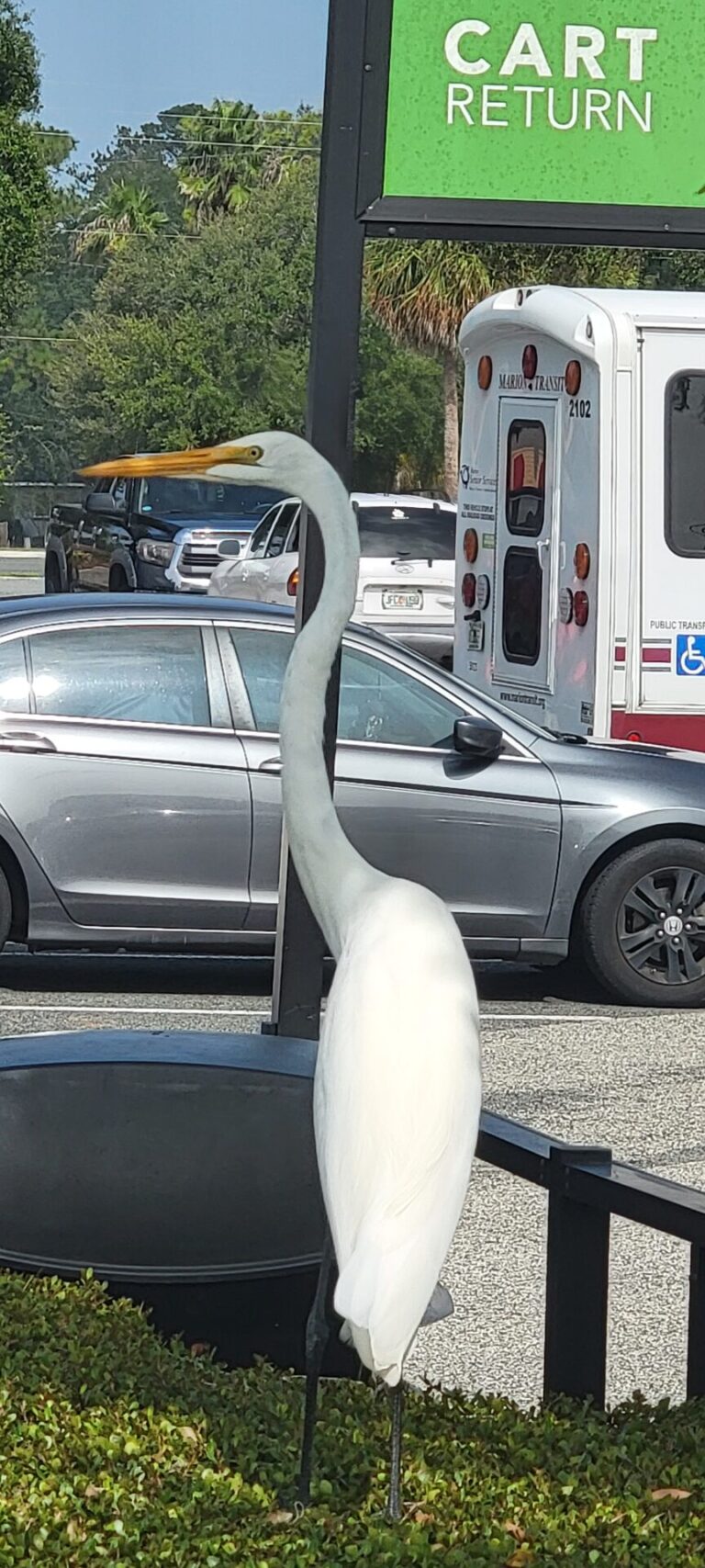 Great egret visiting Publix at Forty East Shopping Center