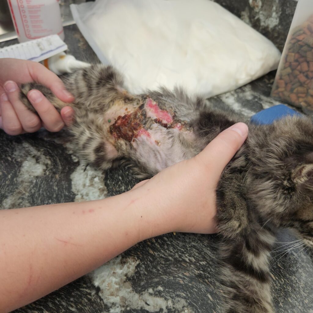 Humane Society of Marion County kitten struck by car photo of injuries