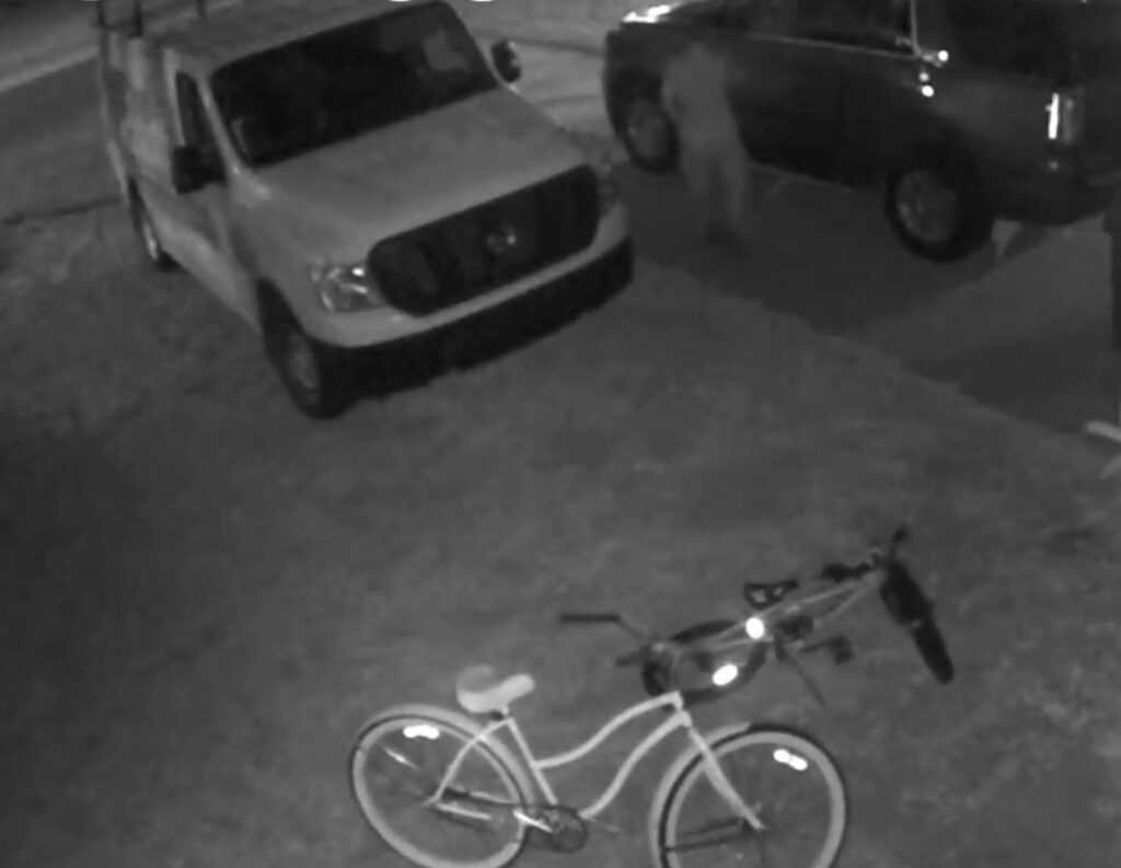 OPD man wanted to car break in and bike theft October 2023 5